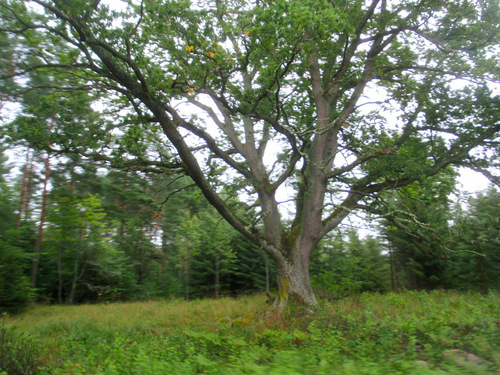 Big Old Hardwood Tree.